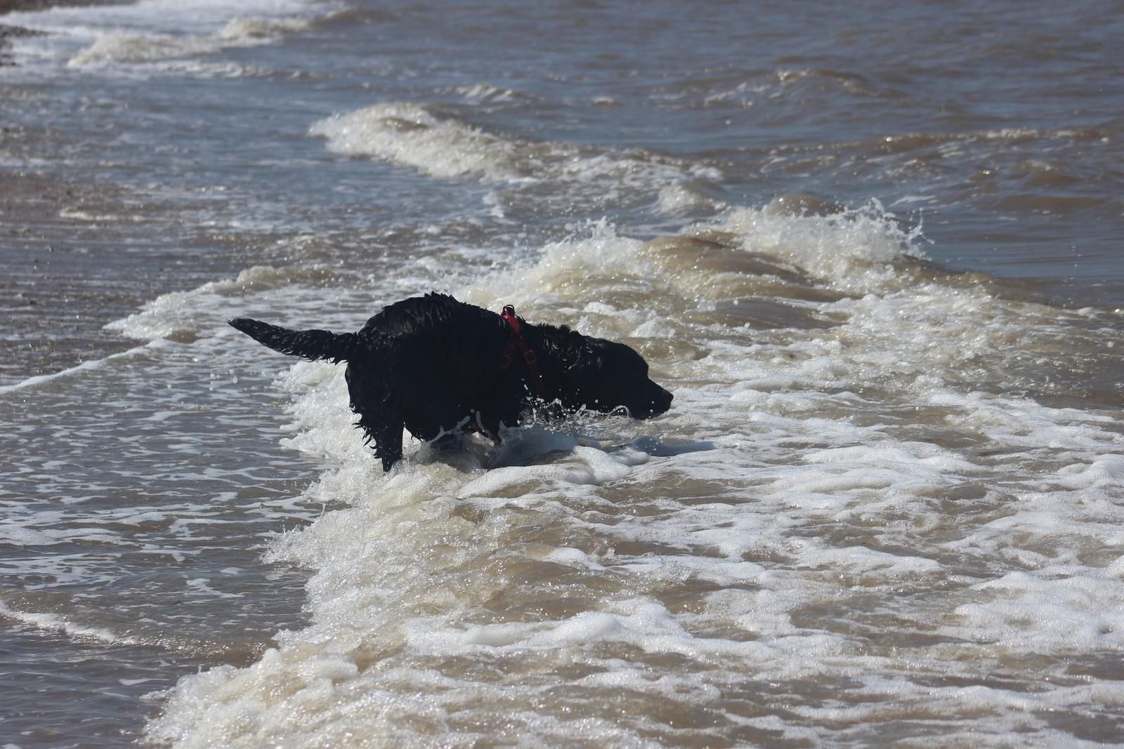 Dog playing in the surf at Heacham South Beach