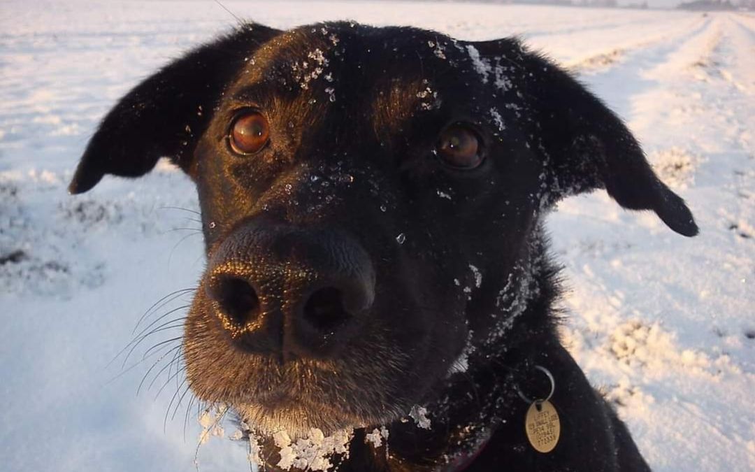 Liffey, a good girl in a snowy field with snow on her face