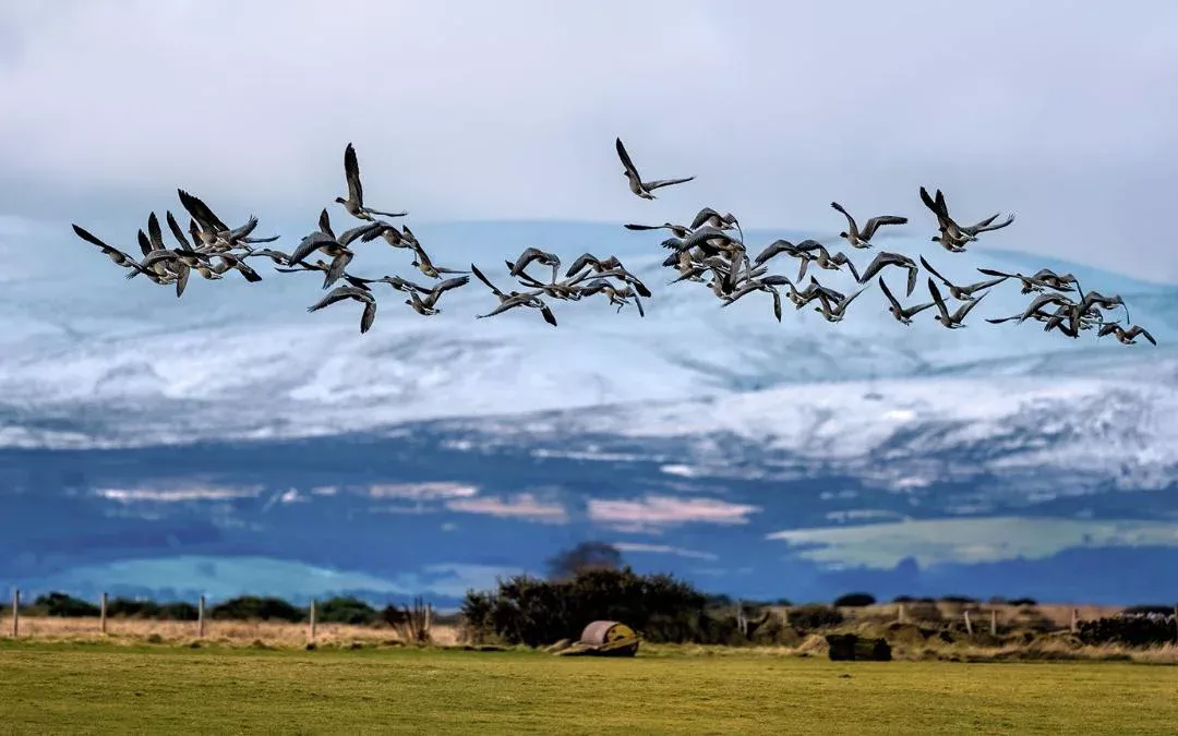 Pink footed geese flying over meadow
