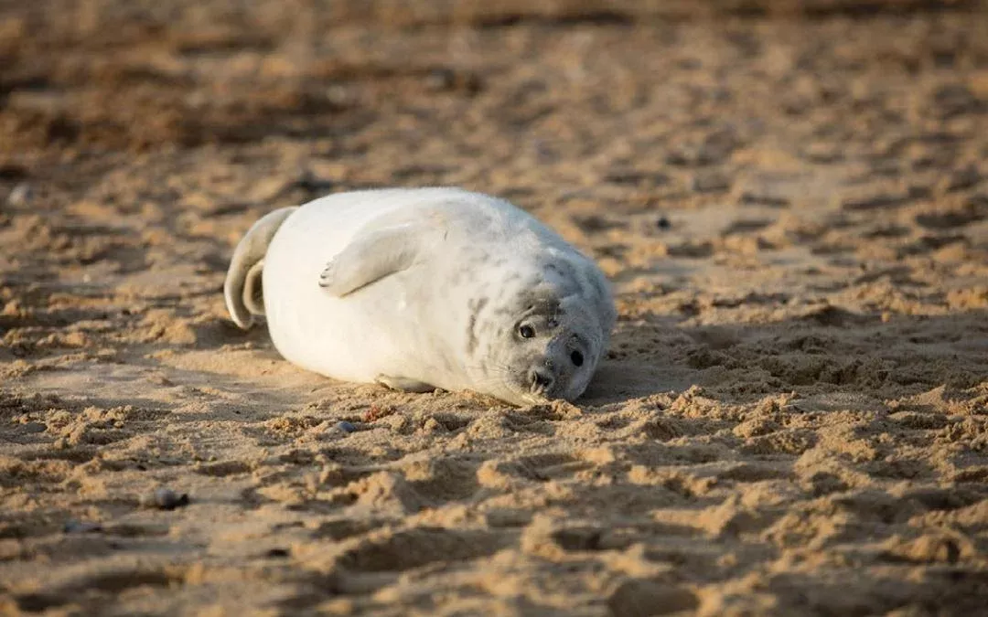 a seal on Winterton-on-Sea Beach