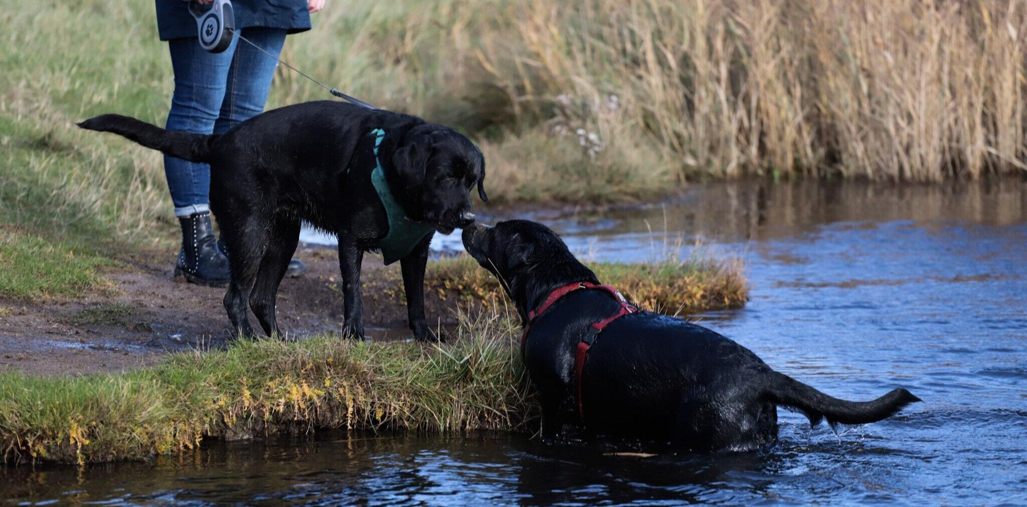 Two Labrador dogs touching noses in a dog-friendly lake in Norfolk