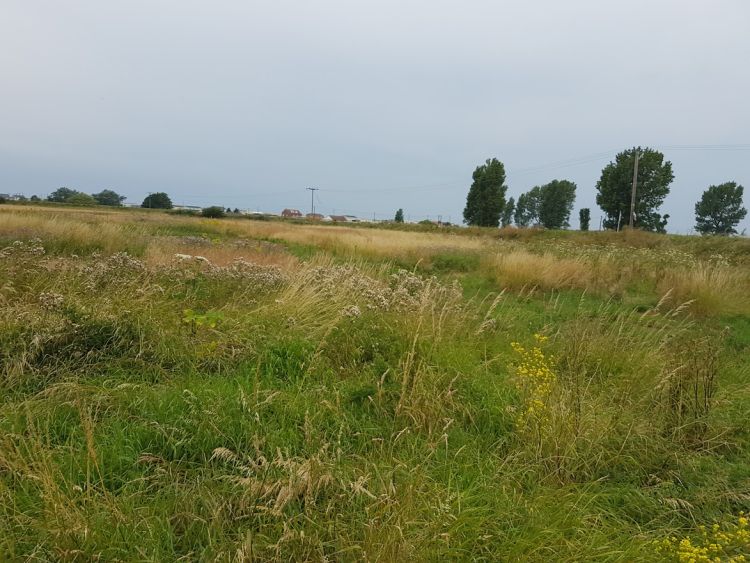 An overgrown field on an overcast day