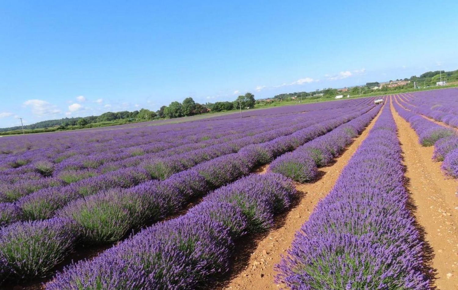 rows of lavender growing in a field at Norfolk Lavender
