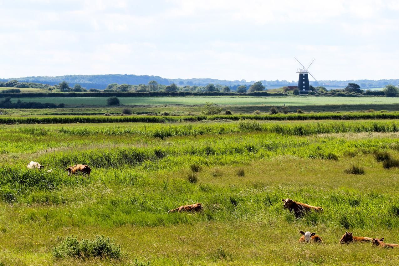 Views of the Norfolk Countryside with windmill in the back ground and cows grazing in the meadows