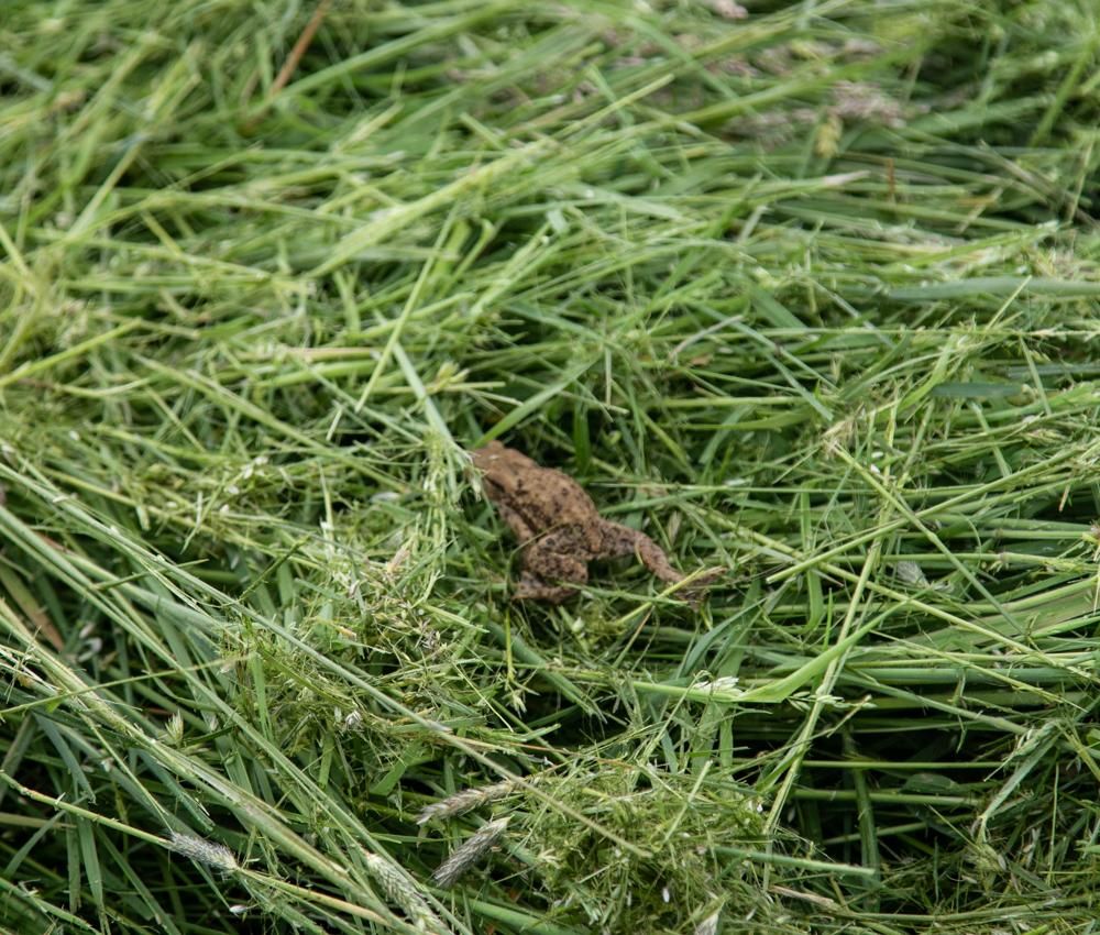 Norfolk wildlife habitat and rural Camping