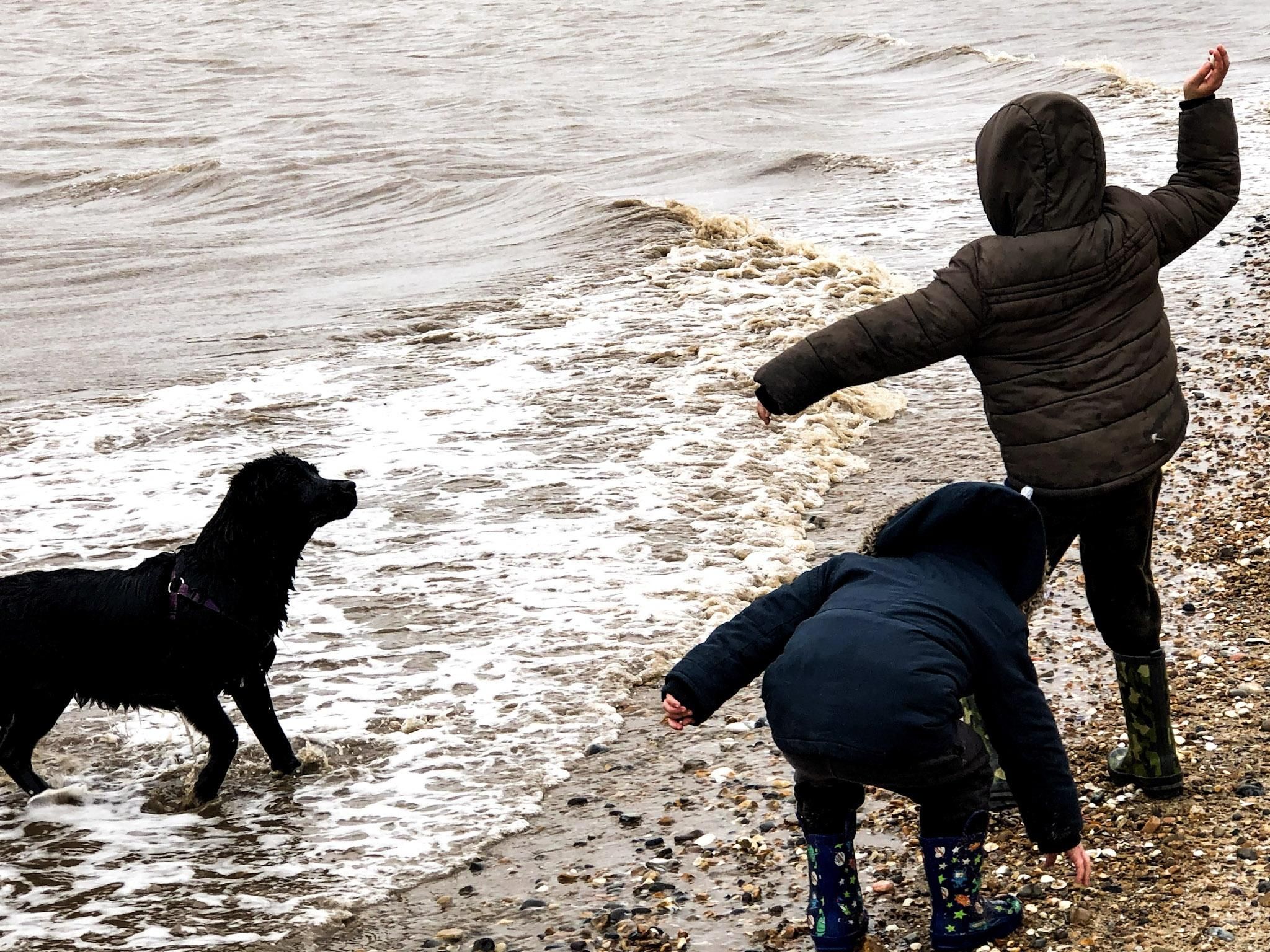 beach fun in the winter with dogs