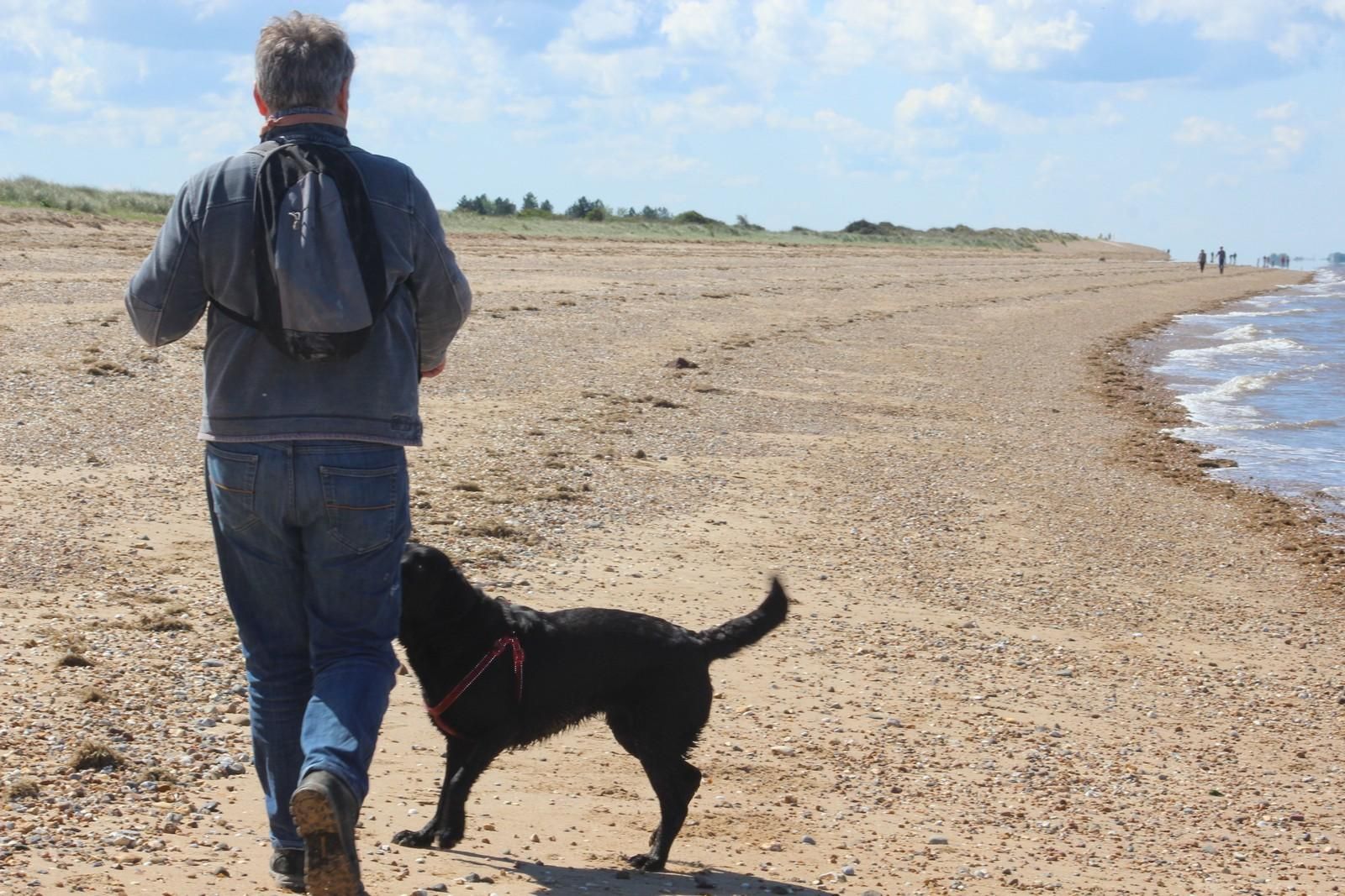 Dog-friendly Norfolk Beach, man walking along the beach with his black lab dog with dunes in the distance