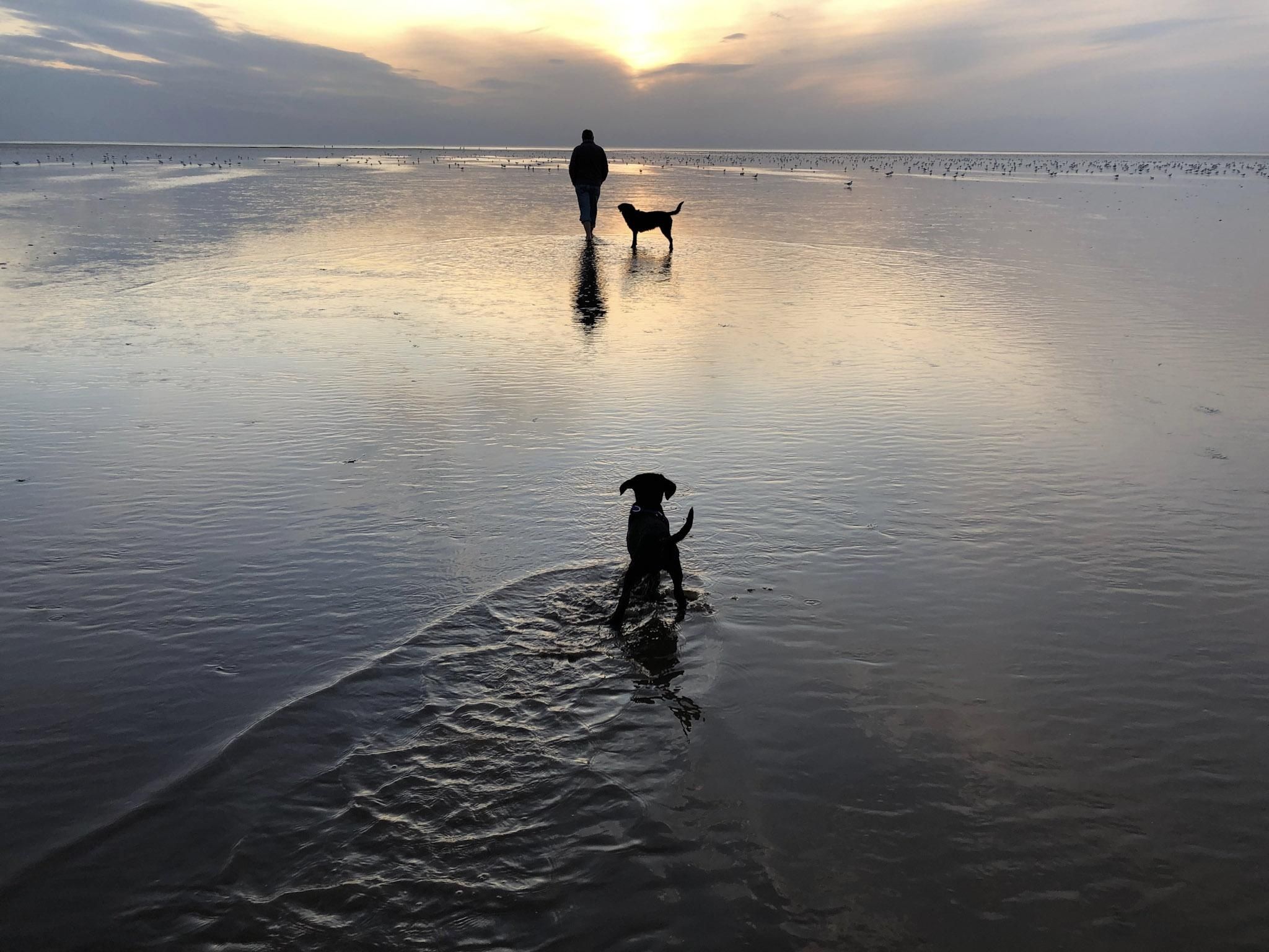 Camping hunstanton: Dogs following man in water