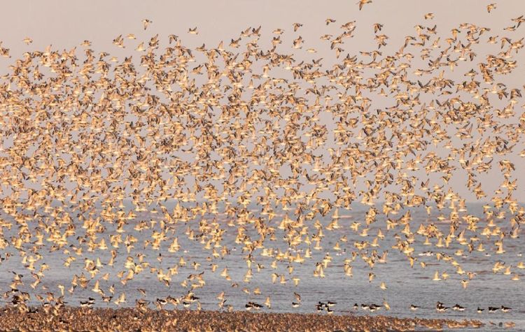 migrating birds taking flight in Autumn at RSPB Snettisham