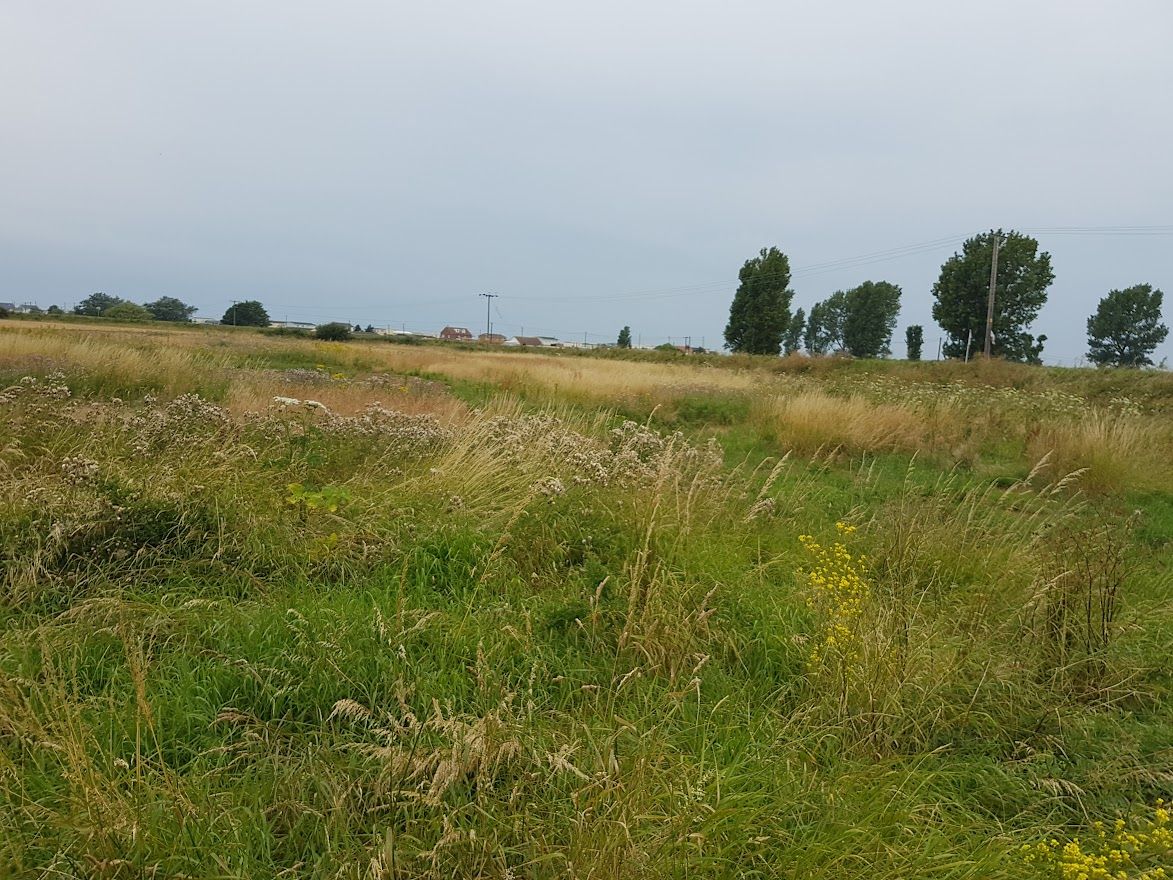 an overgrown field with long grass and weeds everywhere