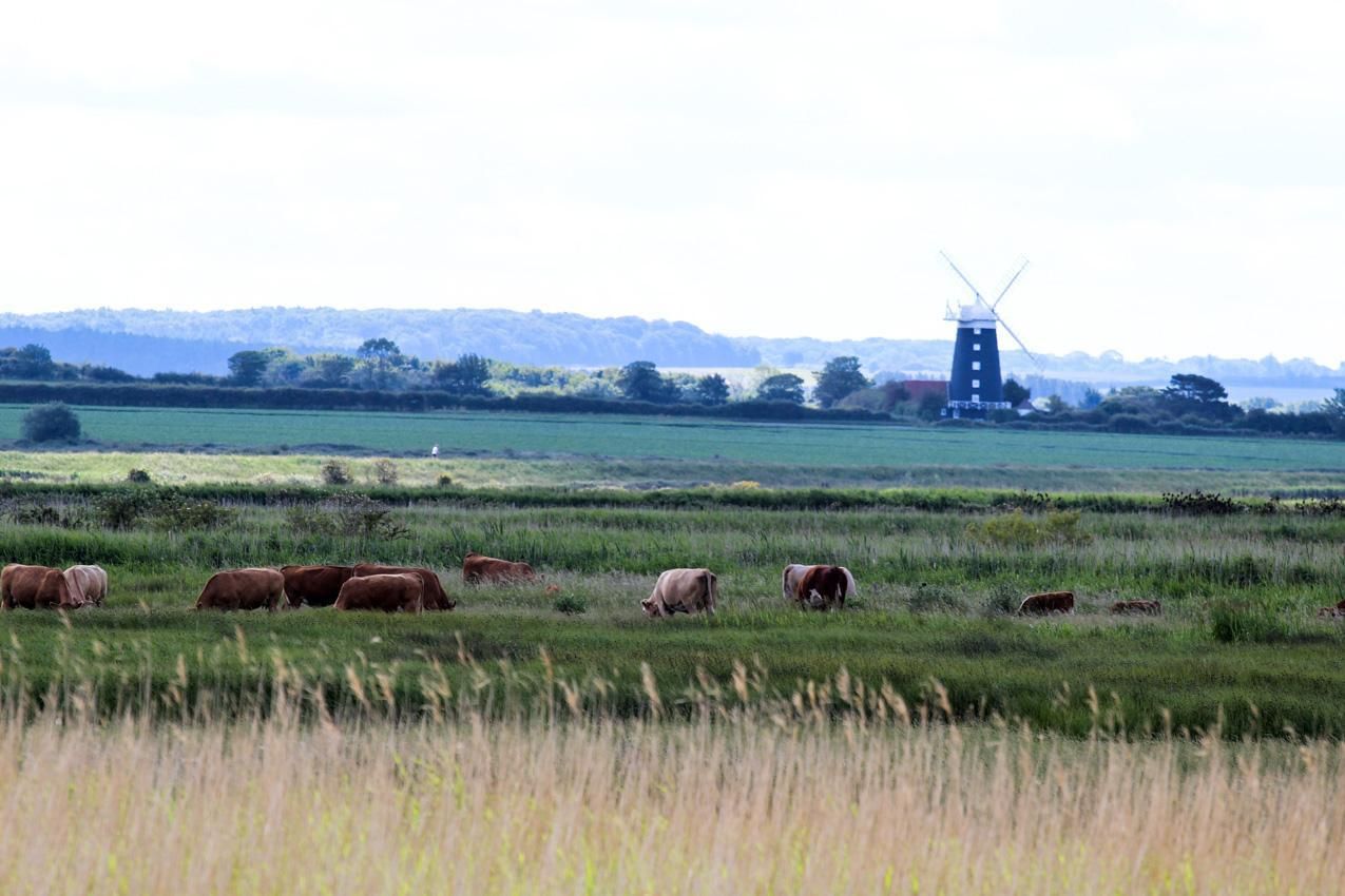 Windmill On The Horizon with the norfolk countryside all around and cows grazing the medows