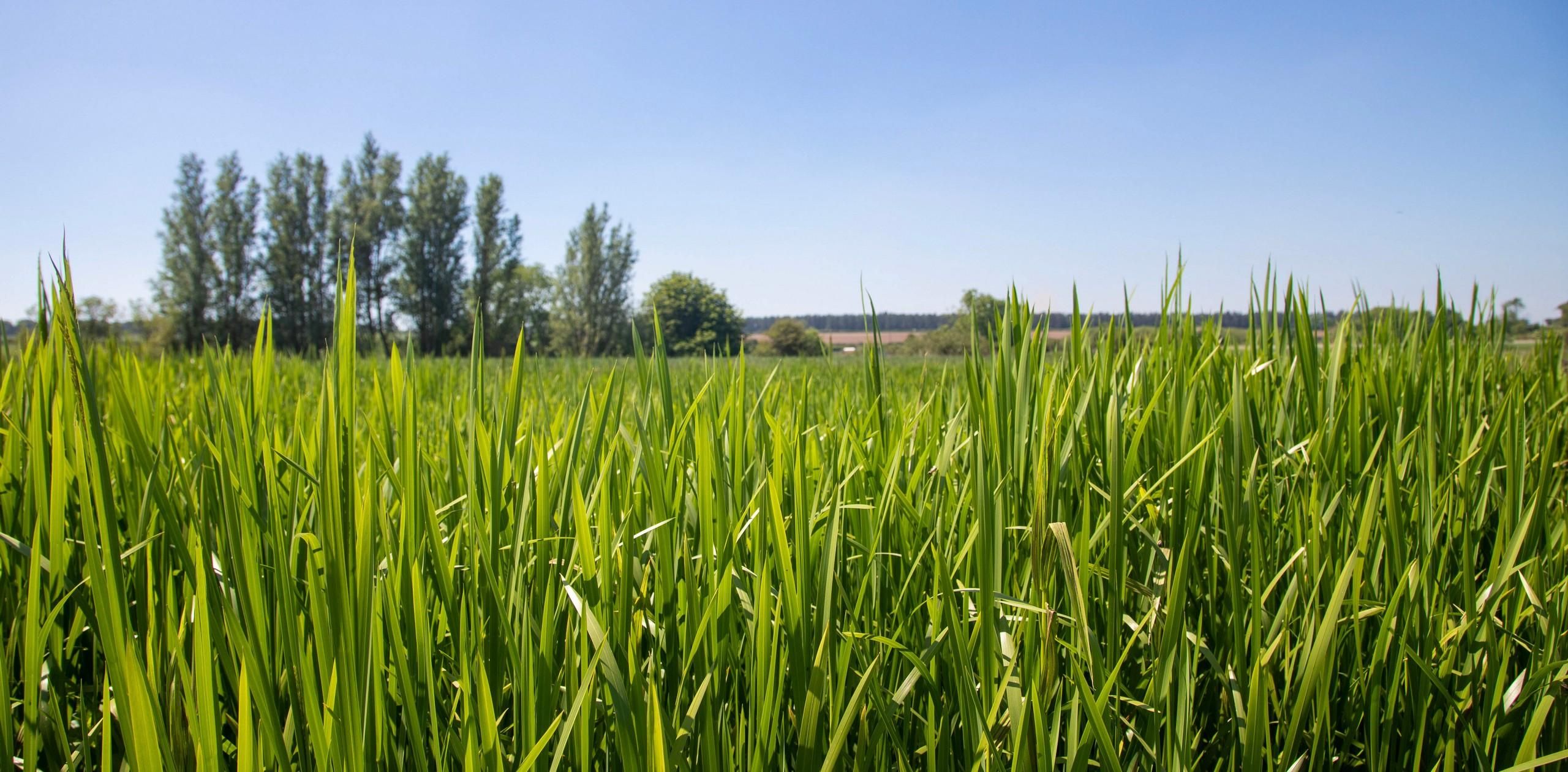 Burnham Norton Water Meadow Conservation