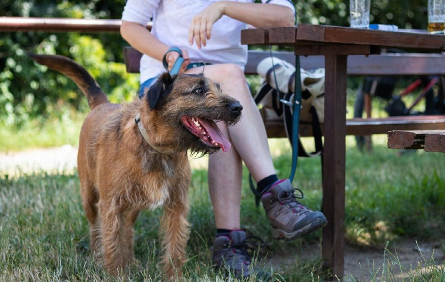 dog in a park at a dog friendly pub