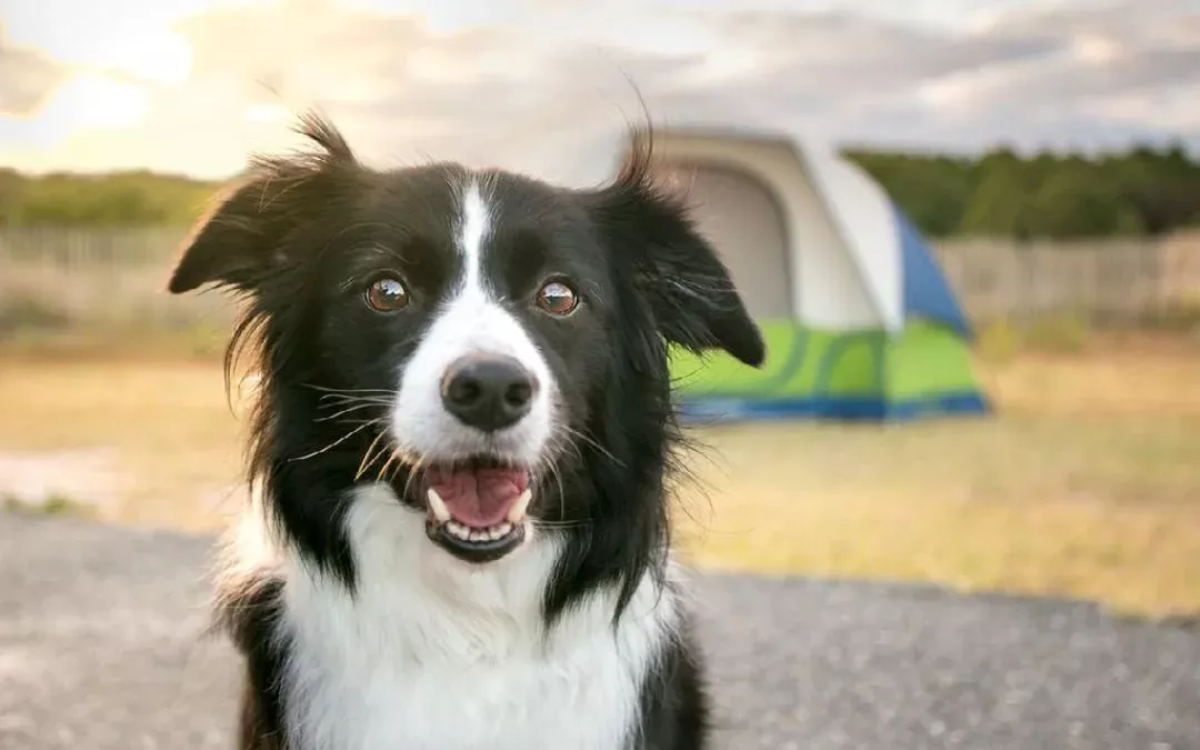 Dog friendly camping, dog by tent