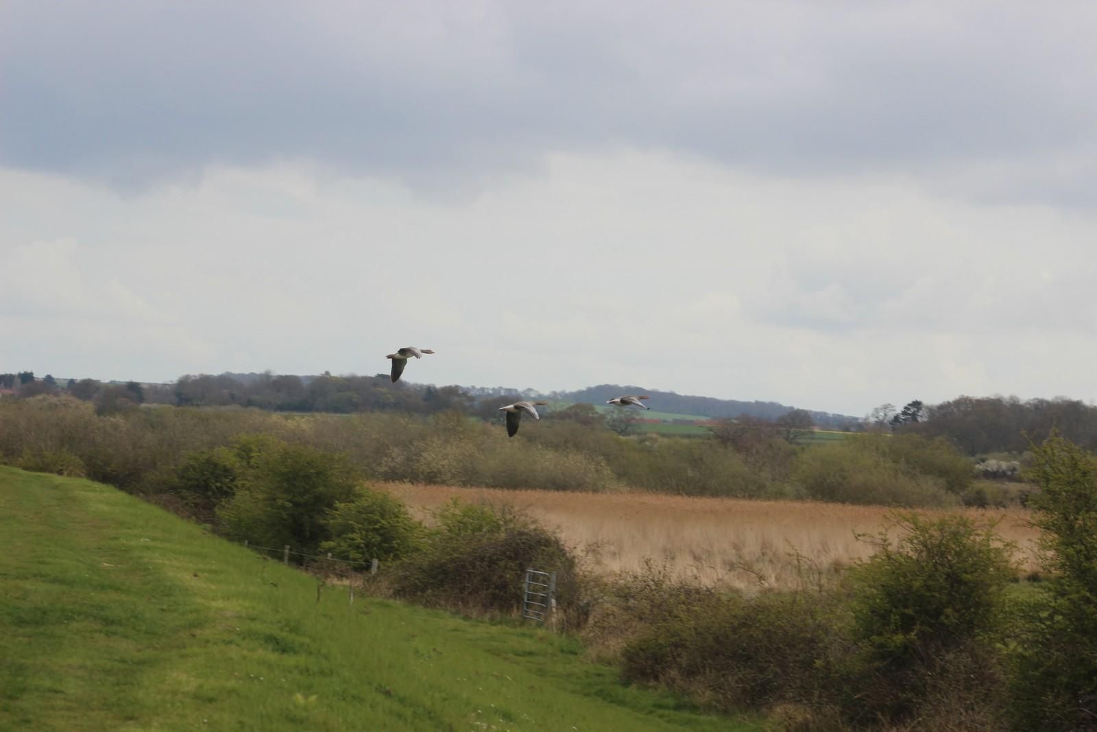 The Coast Path with birds flying in the sky and views of marshland and farm fields