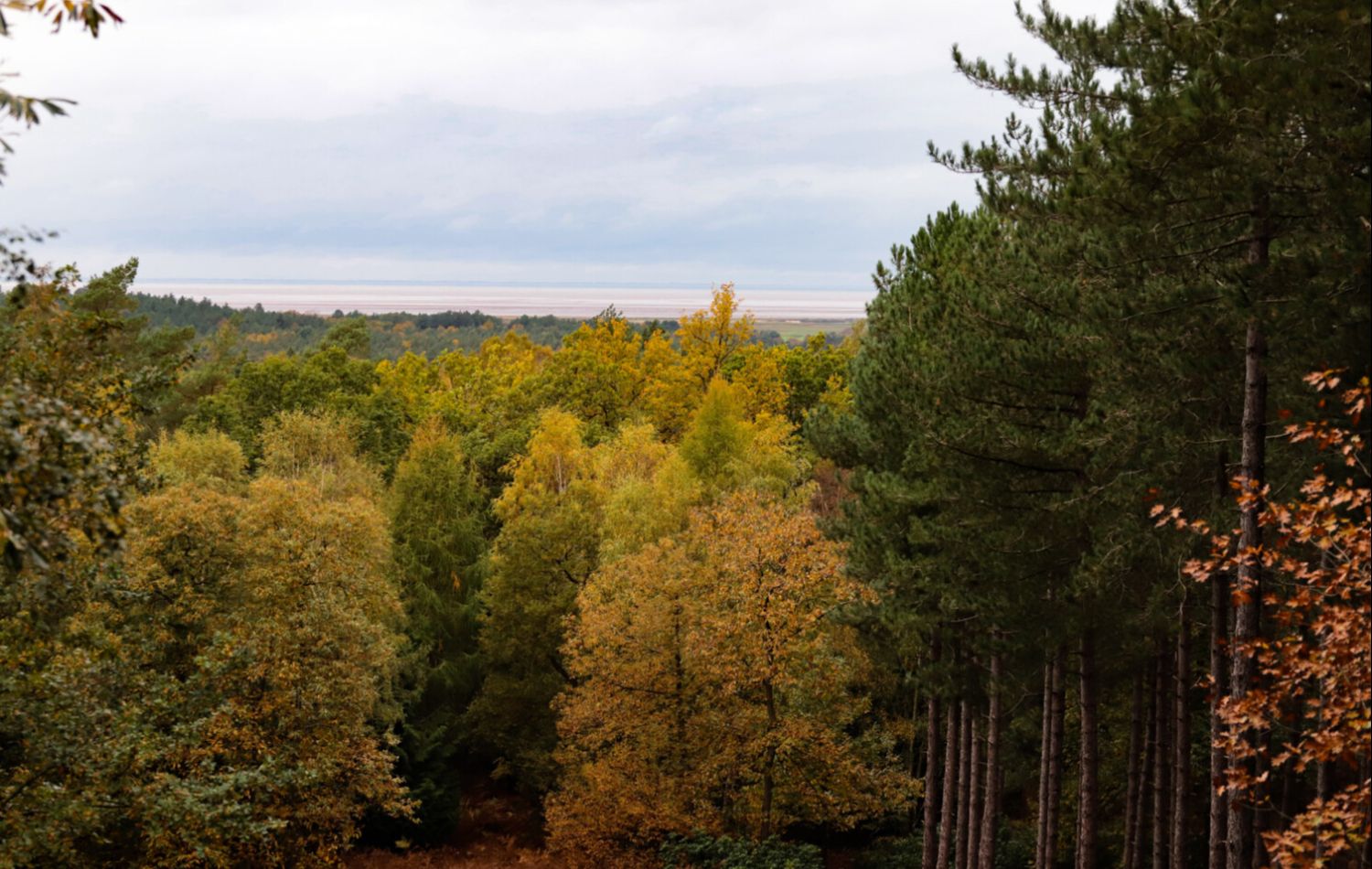 woodland surrounding sandringham estate