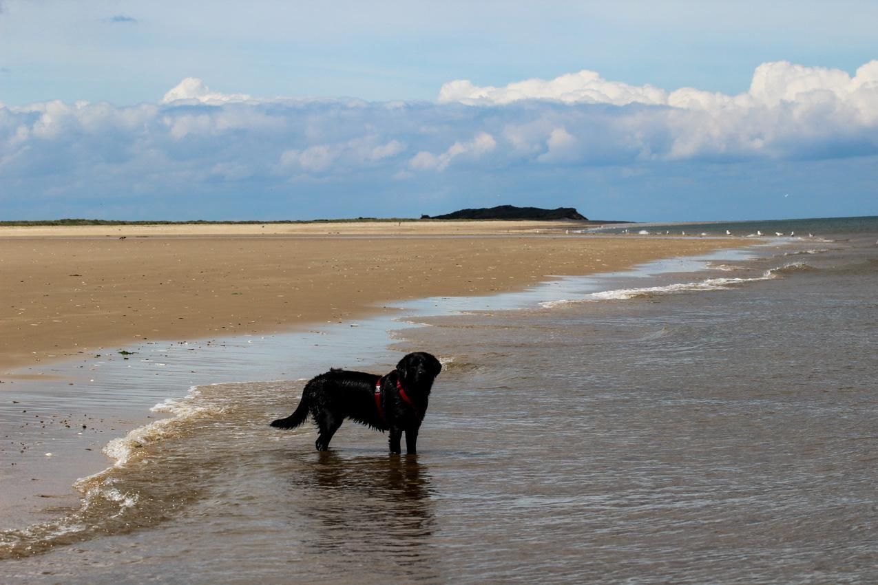 Dog on North Norfolk Beach paddling in the water with sandy beaches all around