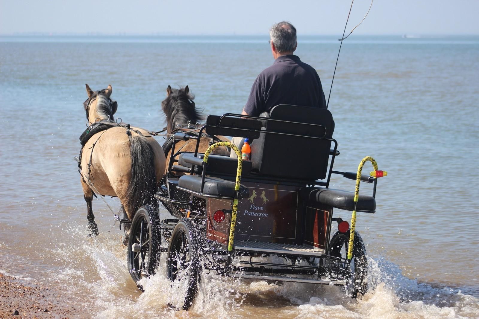 Heacham Beach, ponies pulling Buggy through the shore